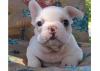Puppies for sale Moldova, Cahul , french bulldog