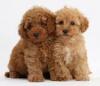 Puppies for sale Latvia, Gulbene Toy-poodle