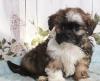 Puppies for sale Netherlands, Borne Lhasa Apso