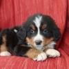 Puppies for sale Belgium, Bruges Bernese Mountain Dog