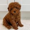 Puppies for sale Italy, Padua Toy-poodle