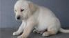 Puppies for sale Estonia, Pya Labrador Retriever