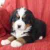 Puppies for sale Belgium, Charleroi Bernese Mountain Dog