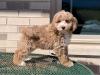 Puppies for sale United Kingdom, Bradford , Cockapoo