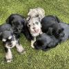 Puppies for sale Austria, Vienna Other breed