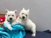 Puppies for sale France, Lille West Highland White Terrier