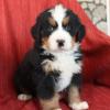 Puppies for sale Belgium, Gant Bernese Mountain Dog