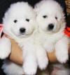 Puppies for sale Poland, Plock Samoyed dog (Samoyed)