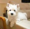 Puppies for sale Ireland, Longford West Highland White Terrier