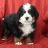 Puppies for sale Belgium, Liege Bernese Mountain Dog