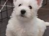 Puppies for sale Czech Republic, Brno West Highland White Terrier