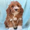 Puppies for sale Canada, Newfoundland and Labrador , COCKAPOO