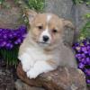 Puppies for sale Poland, Bedzin , welsh corgi, PEMBROKE