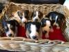 Puppies for sale Georgia, Georgia Jack Russell Terrier