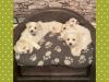 Puppies for sale Netherlands, Enschede Maltese