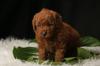 Puppies for sale Russia, St. Petersburg , Poodle Puppies