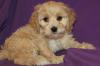 Puppies for sale Belarus, Gomel Other breed, Cockapoo