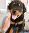 Puppies for sale Ireland, Kilkenny Rottweiler