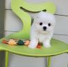 Puppies for sale Moldova, Balti , Maltese Puppies