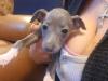 Puppies for sale Estonia, Sillamyae Italian Greyhound