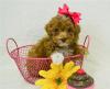 Puppies for sale Ukraine, Chernihiv , Poodle Puppies