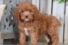 Puppies for sale Italy, Milan Other breed, Cockapoo Puppies