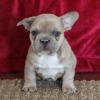 Puppies for sale Ukraine, Kharkiv French Bulldog