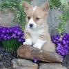 Puppies for sale Poland, Poznan , welsh corgi, PEMBROKE