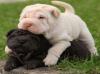 Puppies for sale Portugal, Faro Shar Pei