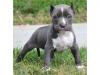 Puppies for sale Greece, Thessaloniki American Pit-Bull Terrier