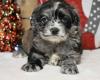 Puppies for sale Belarus, Grodno Cocker Spaniel