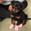 Puppies for sale Germany, Stuttgart Rottweiler