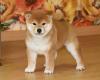 Puppies for sale Italy, Bergamo , Shiba Inu