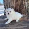 Puppies for sale USA, Illinois Maltese