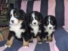 Puppies for sale Netherlands, Amsterdam Bernese Mountain Dog