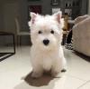 Puppies for sale Italy, Milan West Highland White Terrier