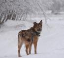 Отдам щенка в добрые руки Россия, Москва Метис, Молодая собачка Динга ищет семью.