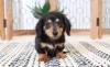 Puppies for sale Estonia, Sillamyae Dachshund