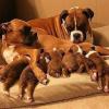 Puppies for sale United Kingdom, London Boxer