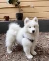 Puppies for sale Ireland, Dublin Samoyed dog (Samoyed)