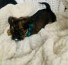 Puppies for sale Ireland, Dublin Griffon