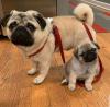 Puppies for sale Ireland, Dublin Pug