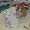 Puppies for sale Cyprus, Larnaca Bull Terrier