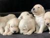 Puppies for sale Denmark, Odense Golden Retriever