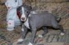 Puppies for sale Cyprus, Limassol Italian Greyhound