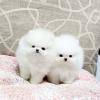 Puppies for sale Belarus, Minsk , teacup Pomeranian