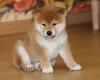 Puppies for sale Ireland, Dublin Other breed, Shiba Inu