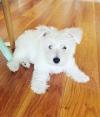 Puppies for sale Ireland, Waterford West Highland White Terrier