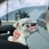 Puppies for sale Denmark, Odense Maltese