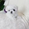 Puppies for sale Denmark, Odense Maltese